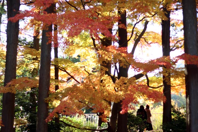 11月25日の弥彦の紅葉