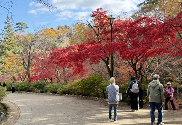 11月25日の弥彦の紅葉