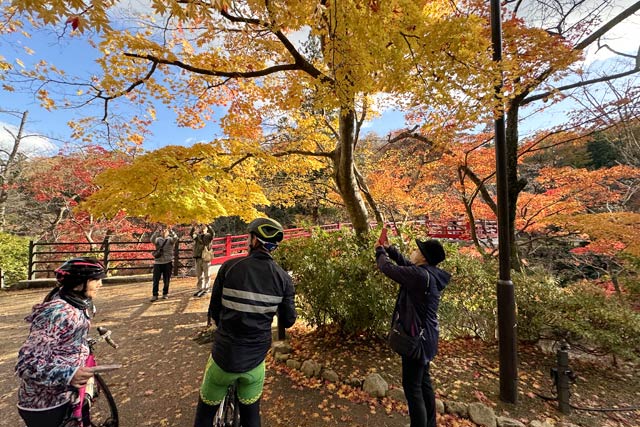 11月25日の弥彦の紅葉