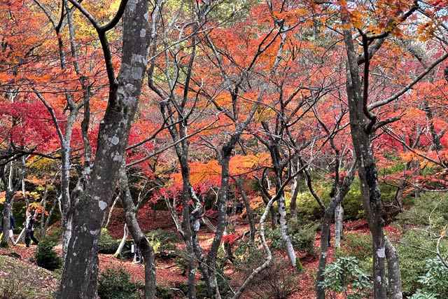 11月25日の弥彦の紅葉