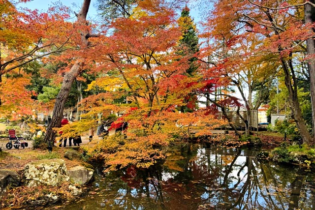 11月25日の弥彦の紅葉