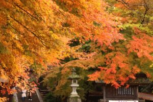 青海神社の赤鳥居周辺の紅葉