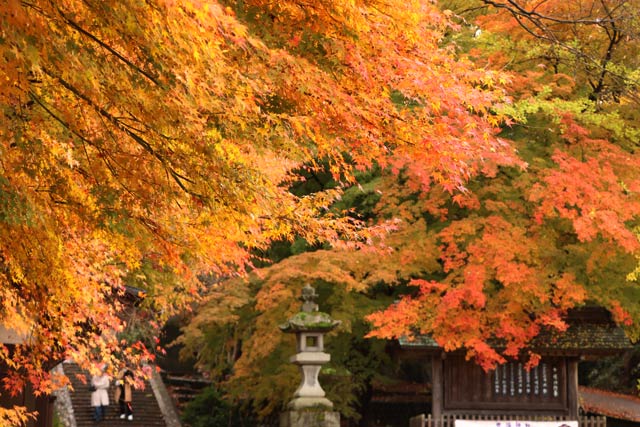 青海神社の赤鳥居周辺の紅葉