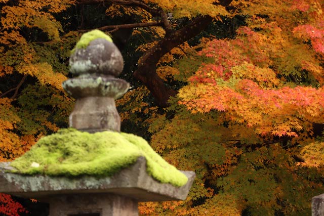 青海神社の赤鳥居周辺の紅葉
