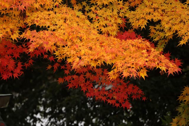 青海神社の赤鳥居周辺の紅葉