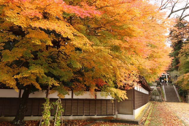 青海神社の赤鳥居周辺の紅葉