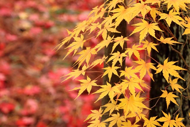 松雲山荘の紅葉