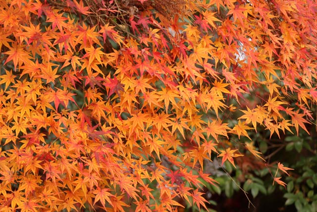 松雲山荘の紅葉