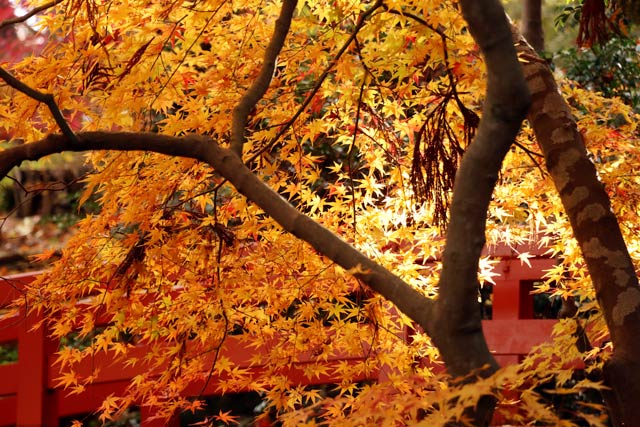 松雲山荘の紅葉