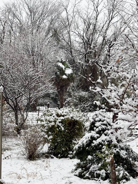 19日朝、燕市に降る雪
