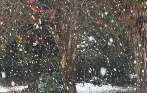 19日朝の本格的な雪