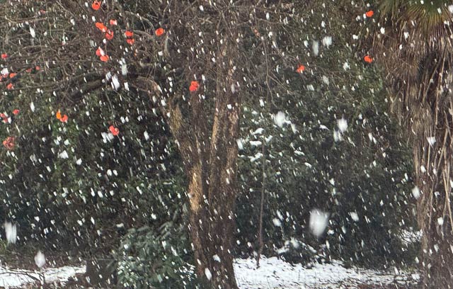 19日朝の本格的な雪