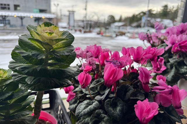 弥彦のおもてなし広場の農産物直売所の店頭にはクリスマスを華やかに彩るシクラメンとハボタン