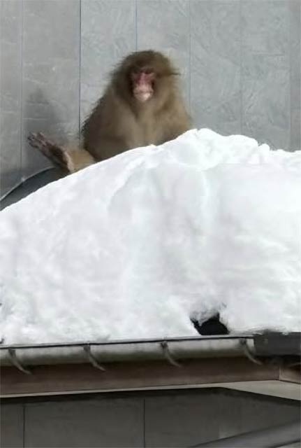 マサル理容院のひさしの上に