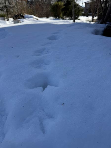 雪の上に残る鳥の足跡
