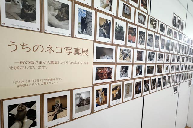うちのネコ写真展
