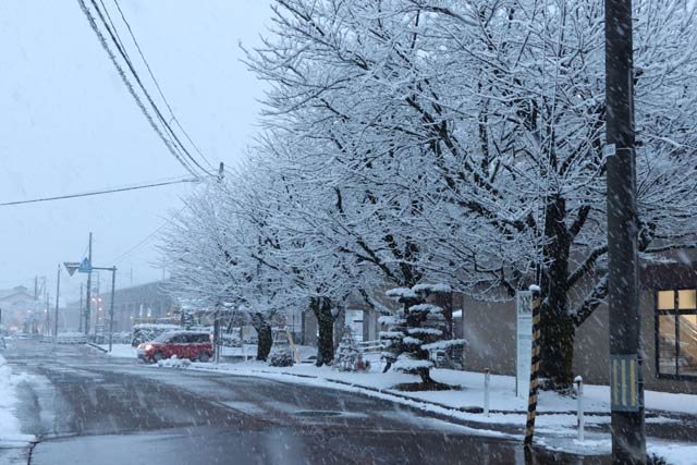 着雪で枝が白くなった北三条駅前の並木