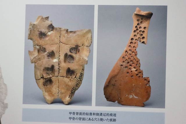 占いに使われたと思われる甲骨の背面にある穴と焼いた痕跡