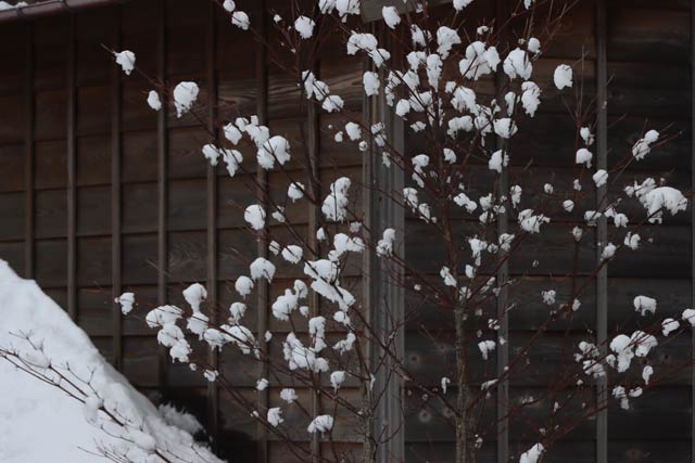 三条市栄地区で着雪で遠目には白い花が咲いたように見えた木