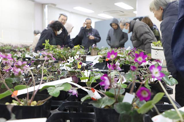 三条雪割草寿会の雪割草展示会
