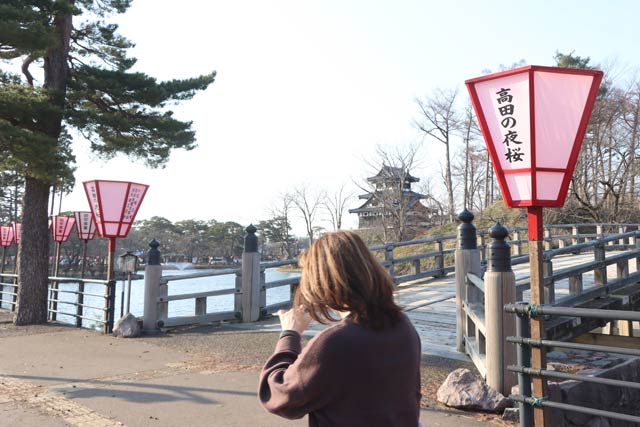 ぼんぼりが立ち並ぶ高田城址公園