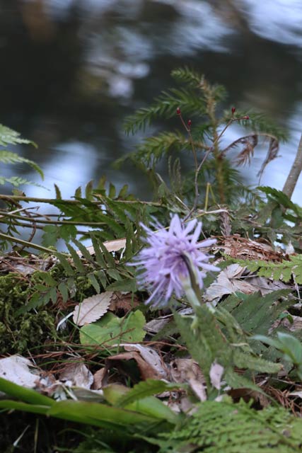 加茂山公園池之端で咲くショウジョウバカマ