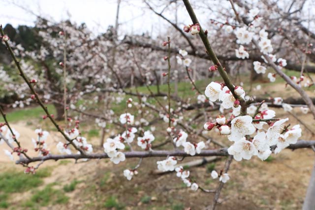見ごろを迎えた田上の梅林公園