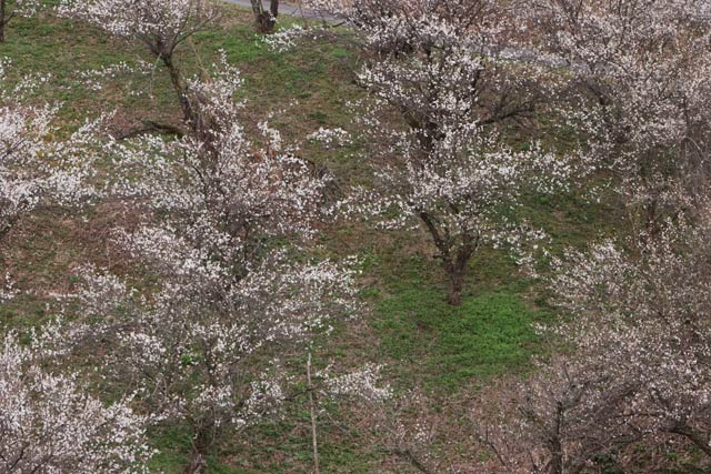 遠目にも花が咲いているのがはっきりわかる