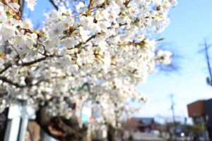 散り始めのヒガンザクラ