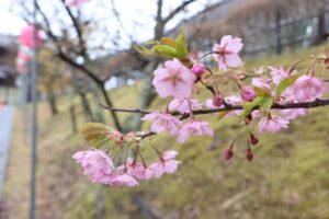 東日本大震災の避難者の記憶がよみがえるカワヅザクラが咲く
