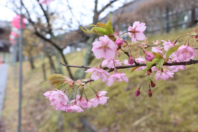 「てまりの湯」で咲き始めた東日本大震災の避難者が植樹したカワヅザクラ