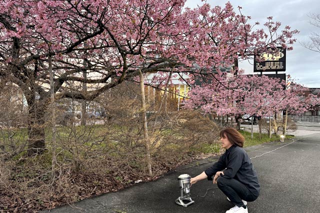 カワヅザクラをライトアップする照明を点灯する小林力さん