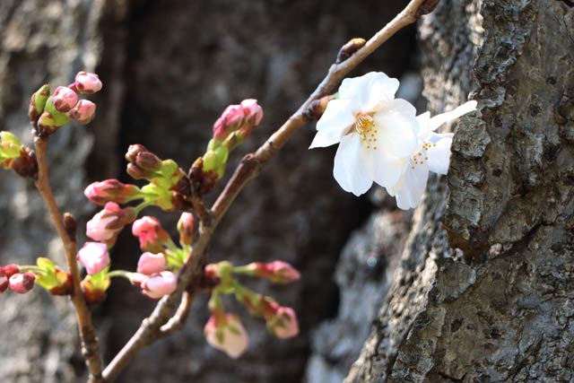 日吉神社のソメイヨシノの開花