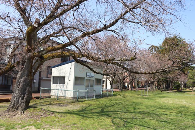 日吉神社のソメイヨシノ