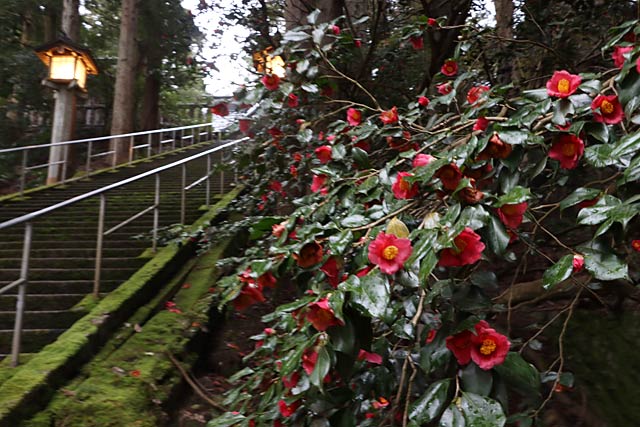 加茂山公園ではユキツバキの花が見ごろ