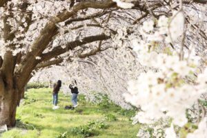 桜が一気に満開で週末は花見のピークに