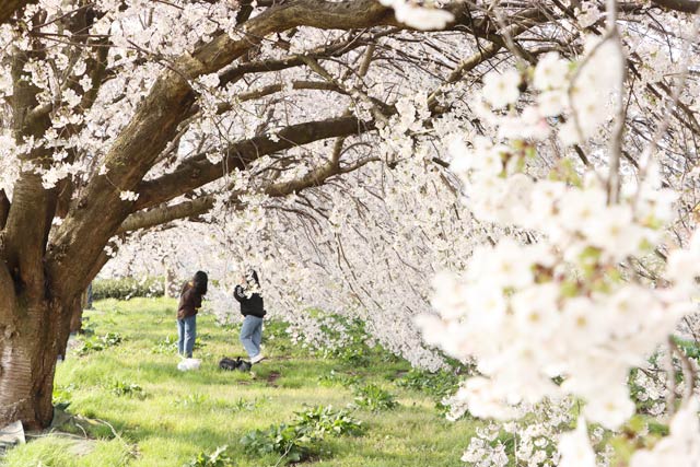 三条燕インターチェンジ向かいの桜並木
