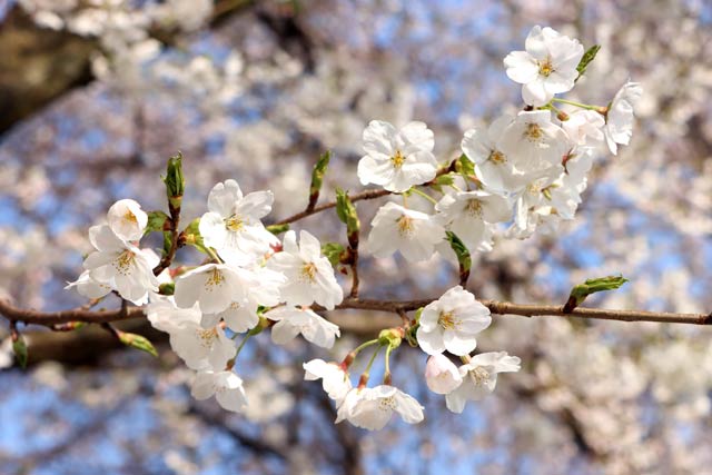 三条燕インターチェンジ向かいの桜並木
