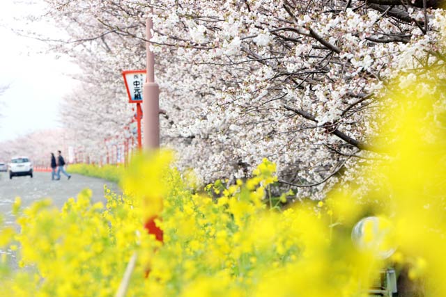 大河津分水桜土手は桜と菜の花が競演