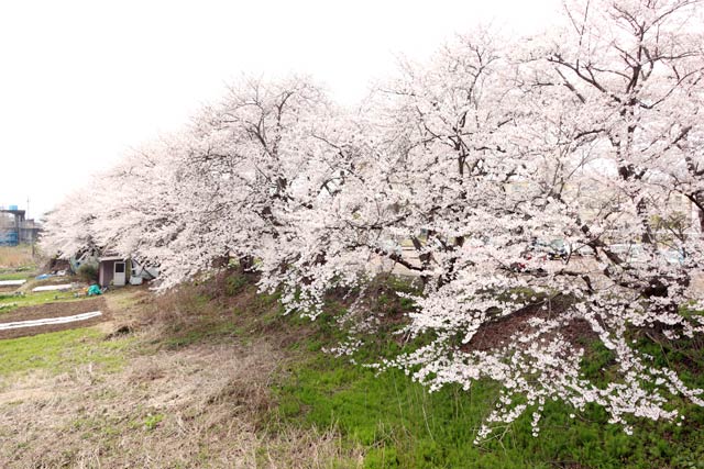 済生会三条病院の敷地境界の桜