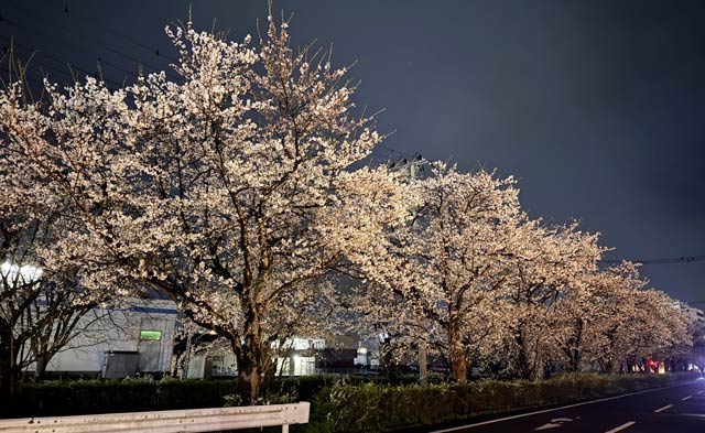 三条市須頃1の花が見ごろになった桜並木