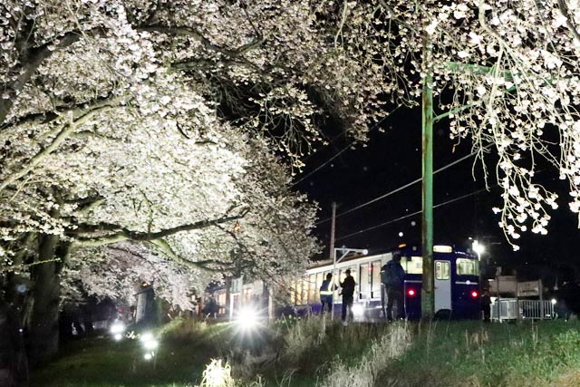 見ごろになったばかりの分水駅の夜桜のライトアップと「夜桜Shu＊Kura」号