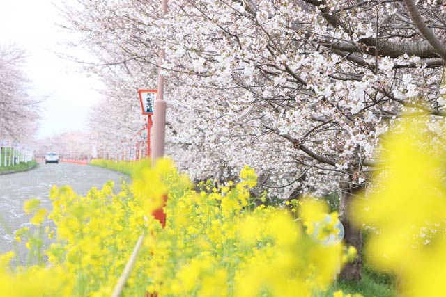桜が見頃になった大河津分水桜並木