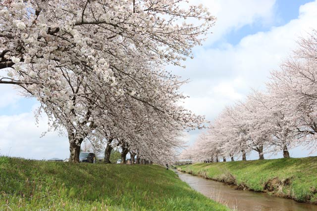12日の三条市井栗地区の布施谷川の桜並木