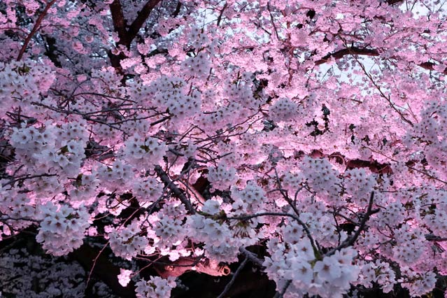 ライトアップされた桜