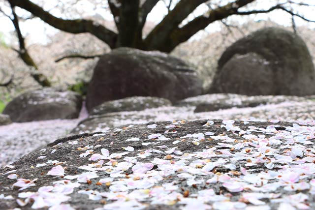 新潟県秋葉区の能代川分流記念公園の桜の花びらのじゅうたん