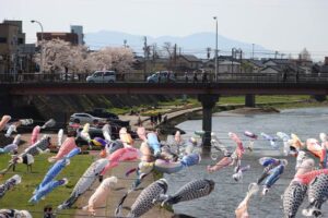 17日は晴れても昼過ぎまで風強く「加茂川鯉のぼり」元気に青空を泳ぐ