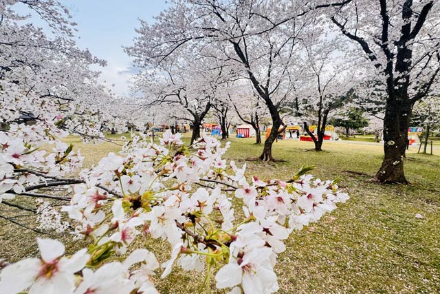 17日の村松公園の桜まつり