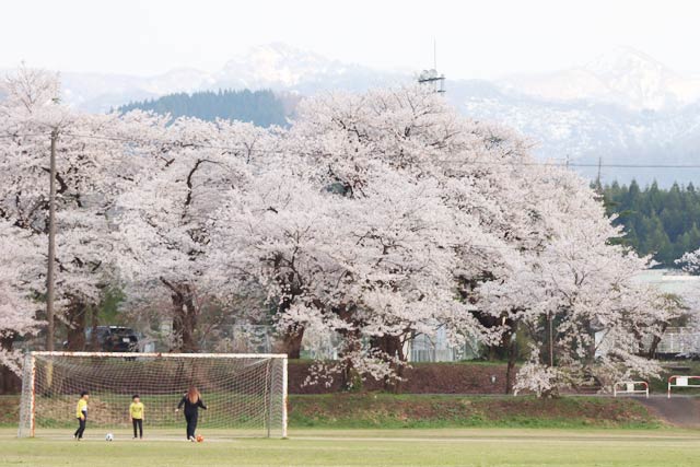 村松公園で雪が残る山を背景にピンクの花びらで飾った桜