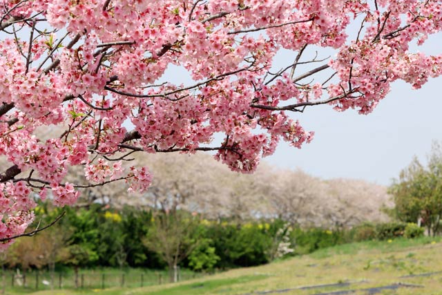 大河津分水桜並木を背景に満開のサトザクラ